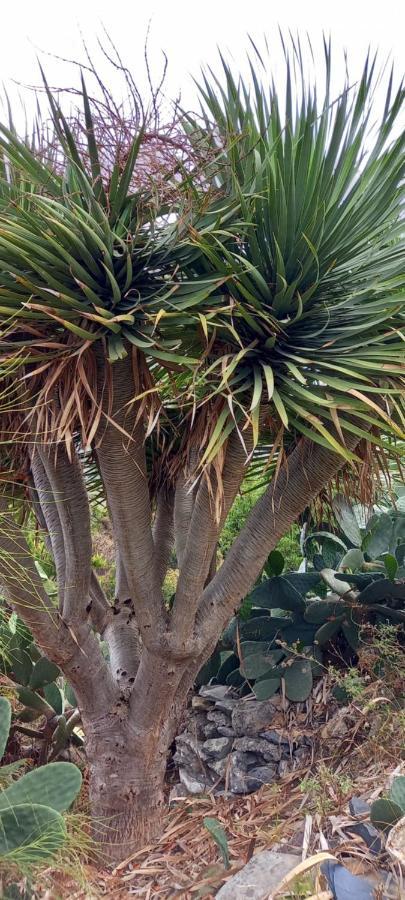 Casa Nieves De Mario Villa Santa Cruz de la Palma  Dış mekan fotoğraf